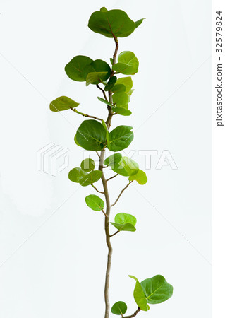 Sea grapes, plants, sea otters, plants, Coccoloba uvifera, plant, 32579824