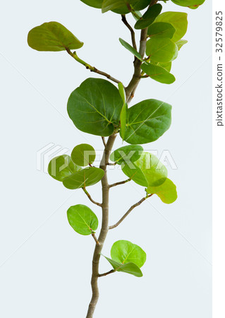 Sea grapes, plants, sea otters, plants, Coccoloba uvifera, plant, 32579825