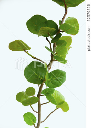 Sea grapes, plants, sea otters, plants, Coccoloba uvifera, plant, 32579826