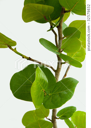 海葡萄，植物，海ブドウ、植物、Coccoloba uvifera，plant, 32579832