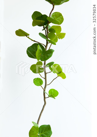 Sea grapes, plants, sea otters, plants, Coccoloba uvifera, plant, 32579834