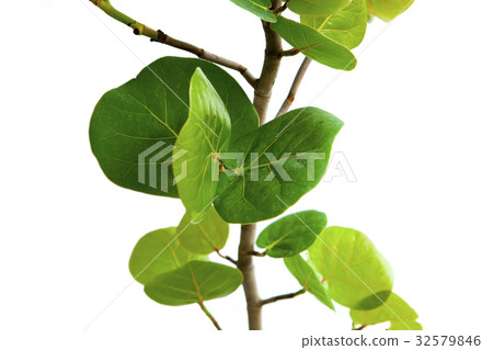 海葡萄，植物，海ブドウ、植物、Coccoloba uvifera，plant, 32579846