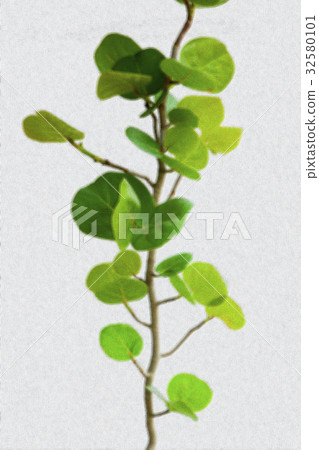 海葡萄,植物,海ブドウ、植物、Coccoloba uvifera,plant, 海葡萄,植物,海ブドウ、植物、Coccoloba uvifera,plant, 32580101