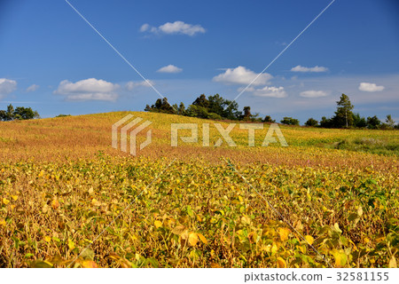 Taking a picture of the soybean field near harvest 32581155