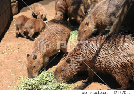 Capybara父母和孩子 32582062