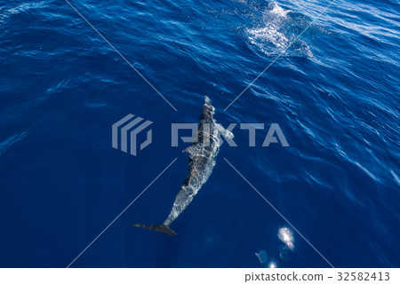 海豚在水面上游泳 32582413