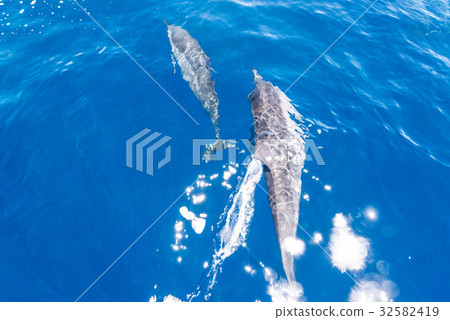 Dolphins swimming on the surface of the water Dolphins swimming on the surface of the water 32582419