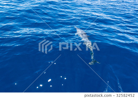海豚在水面上游泳 海豚在水面上游泳 32582452