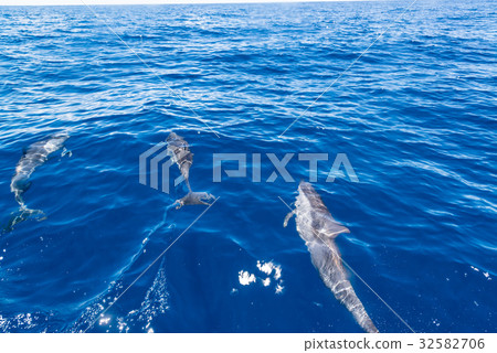 海豚在水面上游泳 32582706