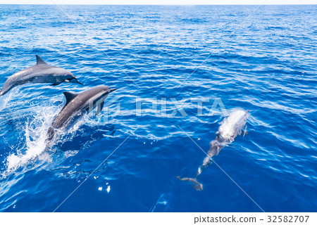 海豚在水面上游泳 32582707