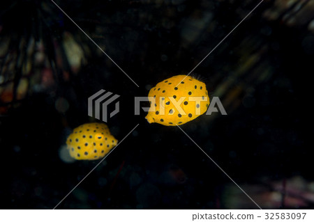 Minami Hako Hugo Huge Fish 32583097