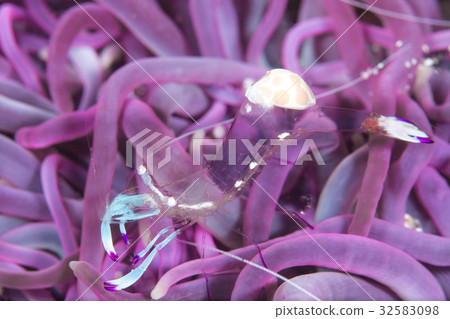 Red-faced red fish 32583098