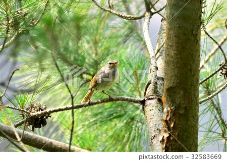 Pine tree and bush warbler Pine tree and bush warbler 32583669