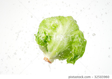 Lettuce Sizzle feeling 32583960