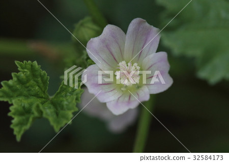 Natural plants Zeniba ooi, a flower suited to the merry of early summer sweating a little? 32584173