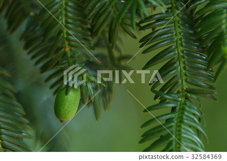 天然植物Kaya，六月初。綠色的年輕水果正在葉尖上偷窺 32584369