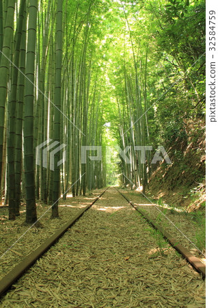 Bamboo forest and waste line 32584759