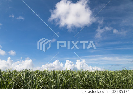Cumulonimbus and sugarcane fields Cumulonimbus and sugarcane fields 32585325