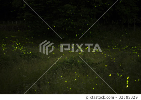 tatsuno firefly park 32585329