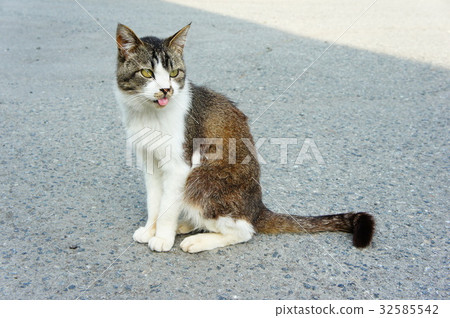 Bello of forgetfulness 32585542