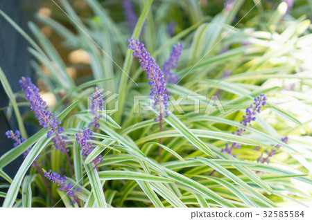September flower 32585584