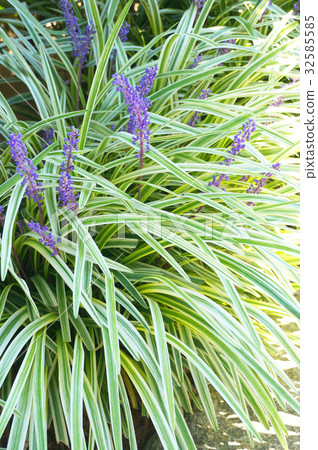 September flower 32585585