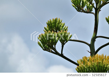 Flower: Ryuzetsuran: Ryugu column "aka Agave" Osaka Prefecture Hirakata City 32585617