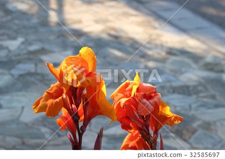 Dandok flower 32585697