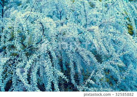 Blue vintage Tamarix meyeri Boiss bush 32585882