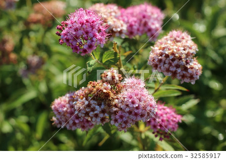 Shimotsuke's flower 32585917