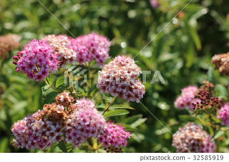 Shimotsuke's flower 32585919