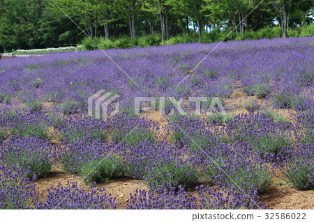 Lavender flowers 32586022