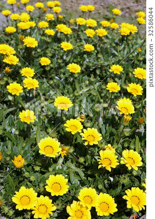 Gazania 32586044