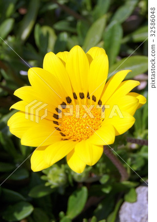 Gazania 32586048