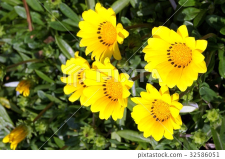 Gazania Gazania 32586051