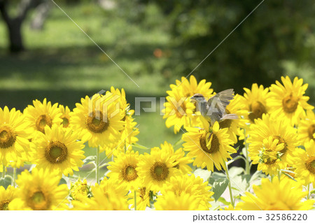 A sunflower sparrow 32586220