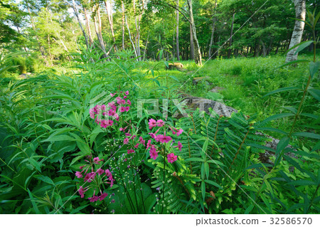 Cress nine-flowered grass in the forest 32586570