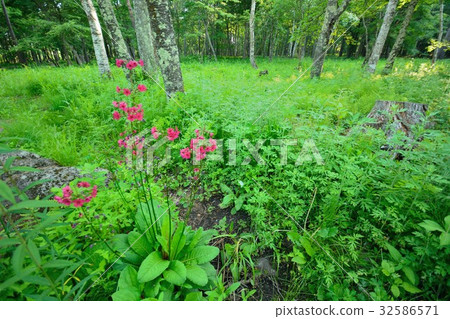 Cress nine-flowered grass in the forest 32586571