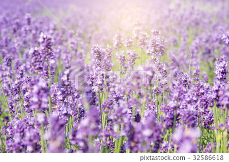 Soft and blur of Lavender field in summer season  32586618