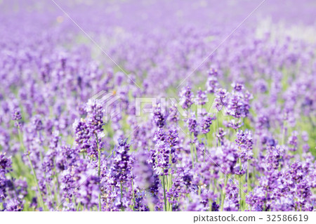 Soft and blur of Lavender field in summer season  32586619
