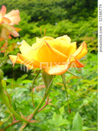 Rose Sahara 32586774