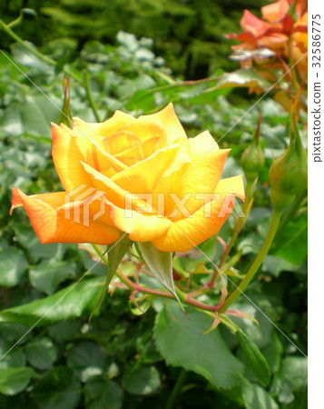 Rose Sahara 32586775