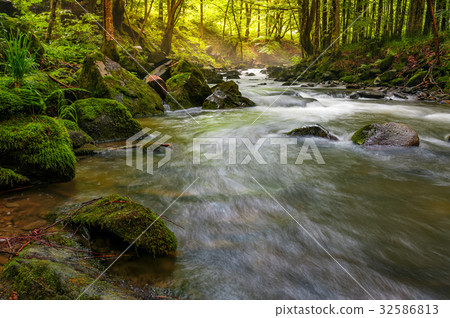 river flow in sunny forest at sunrise river flow in sunny forest at sunrise 32586813