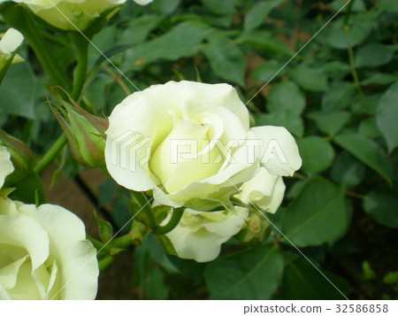 Rose green light 32586858