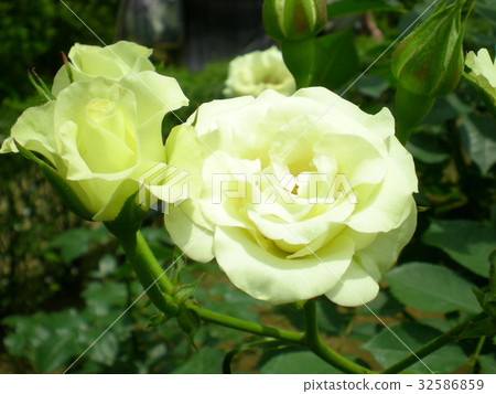 Rose green light 32586859
