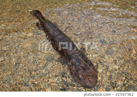 大蠑螈野生葡萄魚 大蠑螈野生葡萄魚 32587362