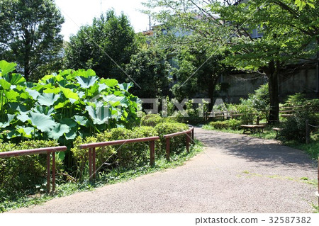 Yakushiike公園蓮田/長凳 32587382