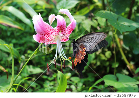 Clown chestnut lily flower nectar Clown chestnut lily flower nectar 32587979