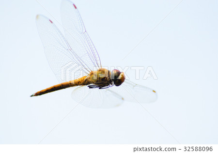 Ushubitimbo 32588096