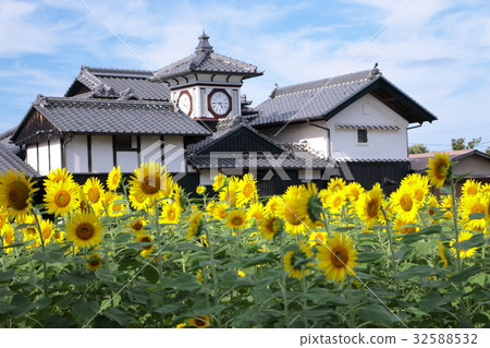Wild gold and sunflower 32588532